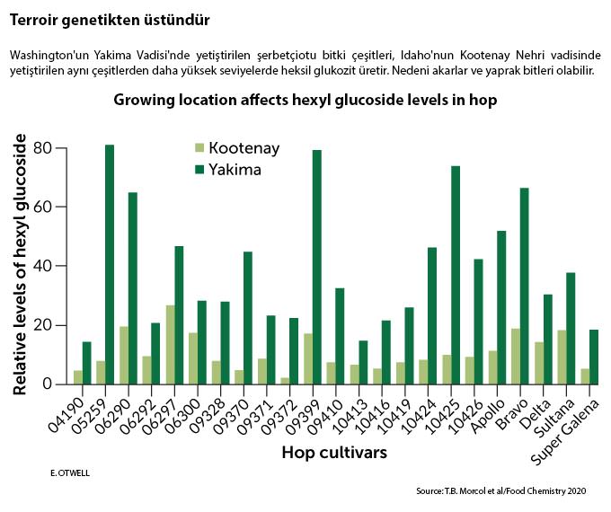 Bir mahsulün çevresi bir gıdanın kokusunu ve tadını nasıl şekillendirir?