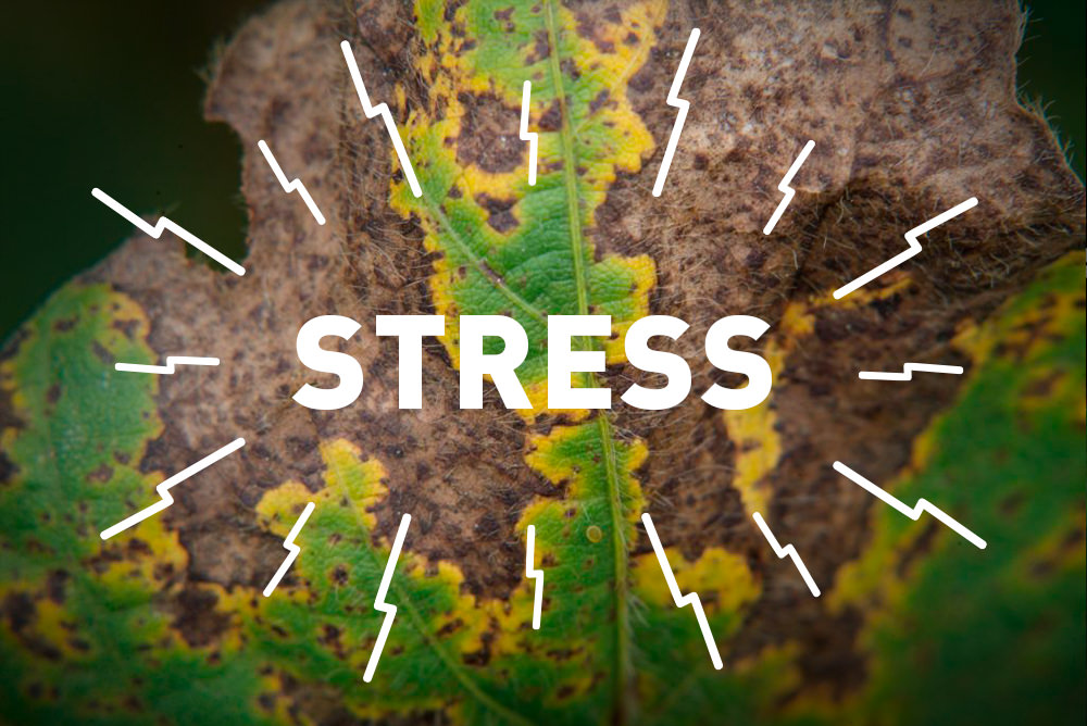 Bitkilerin strese nasıl tepki vereceğini düzenleyen gen tanımlanıyor