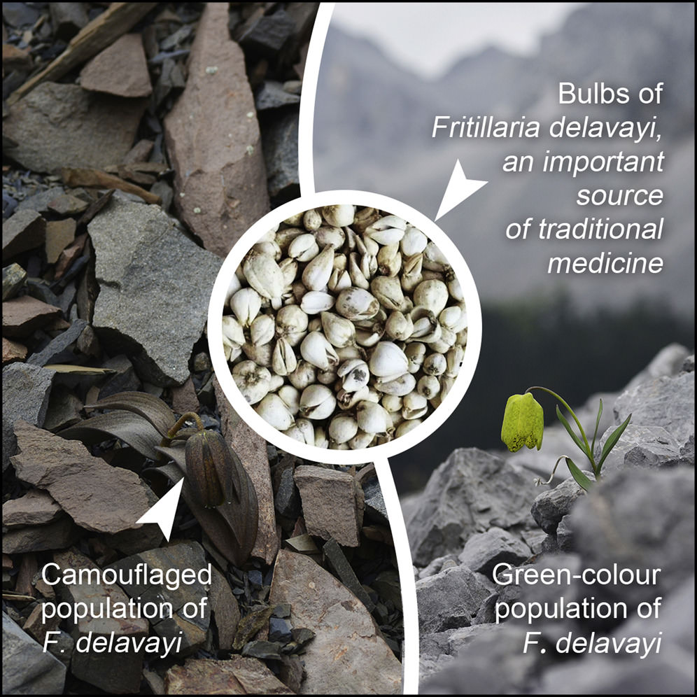 Bu bitki kamufle oluyor!