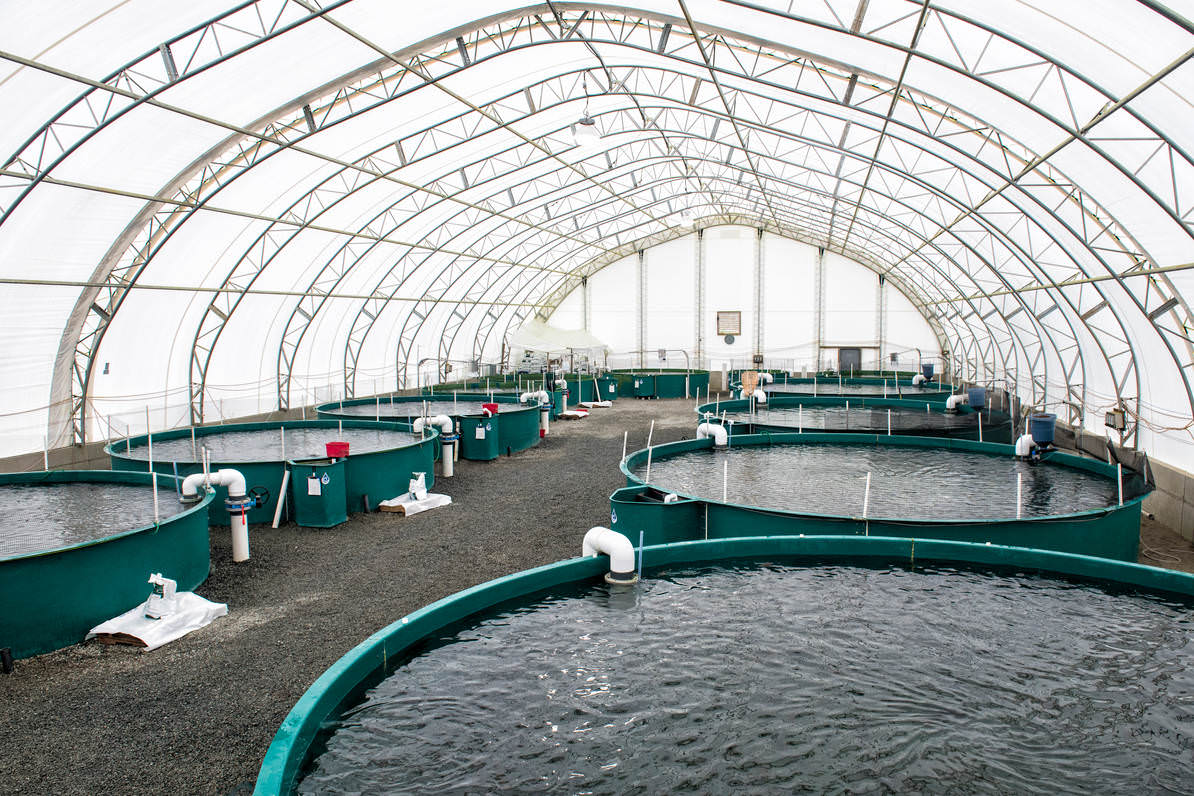 Kültür Balıkçılığı (Aquaculture) Nedir?