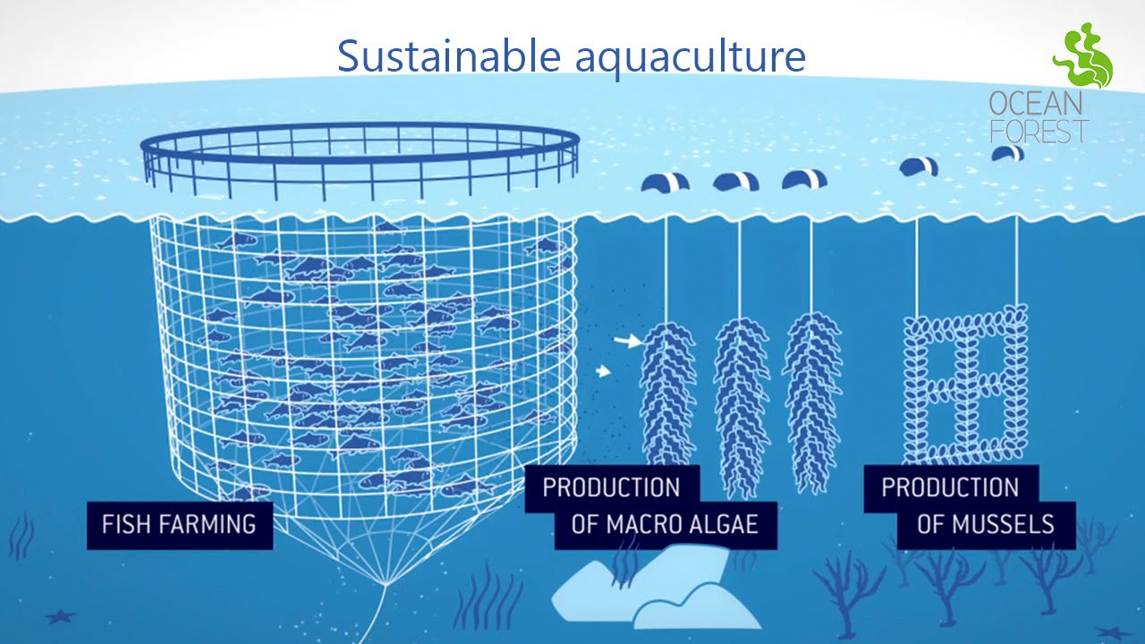 Kültür Balıkçılığı (Aquaculture) Nedir?