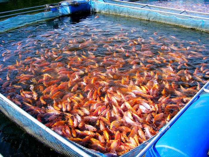 Kültür Balıkçılığı (Aquaculture) Nedir?