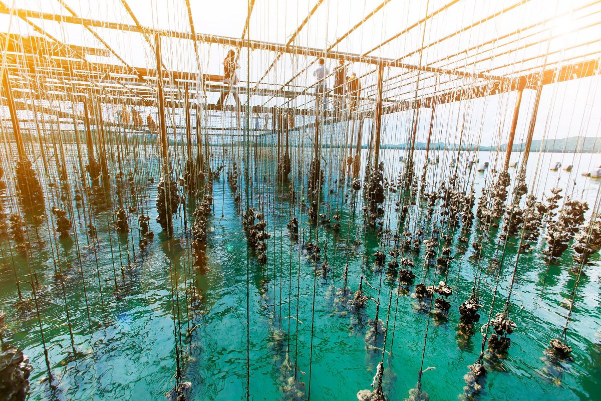 Kültür Balıkçılığı (Aquaculture) Nedir?