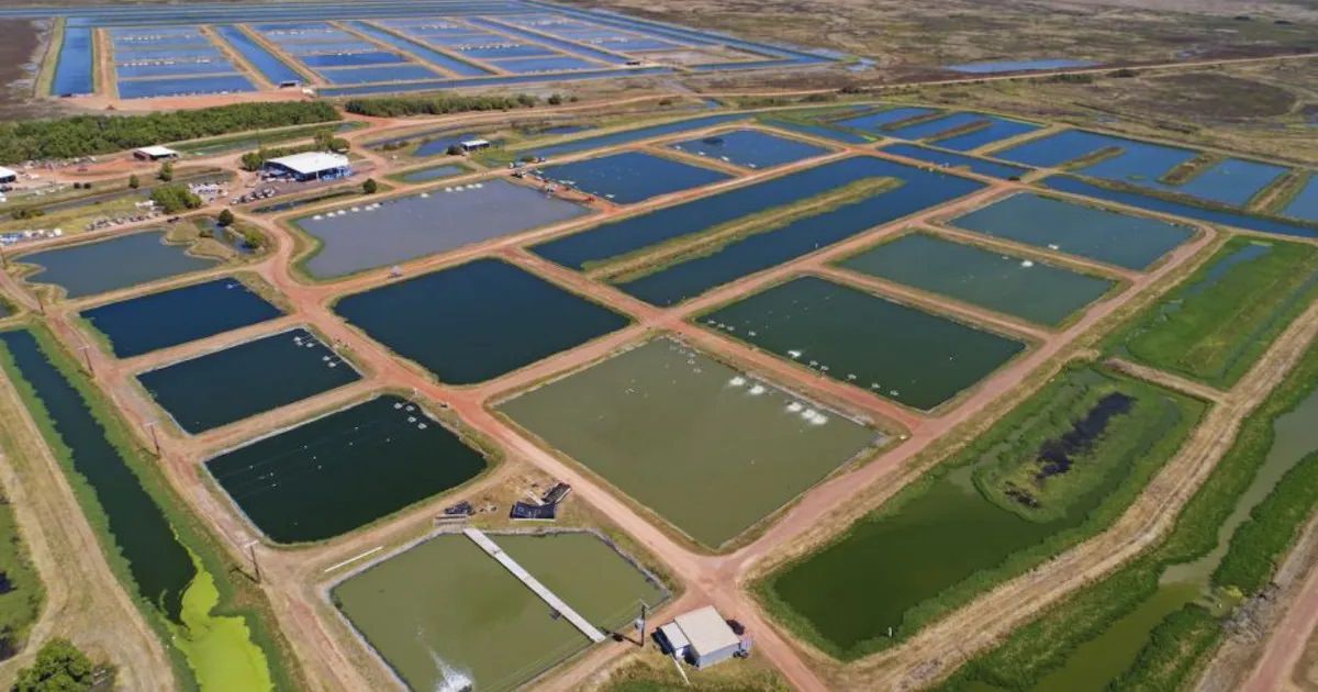 Kültür Balıkçılığı (Aquaculture) Nedir?