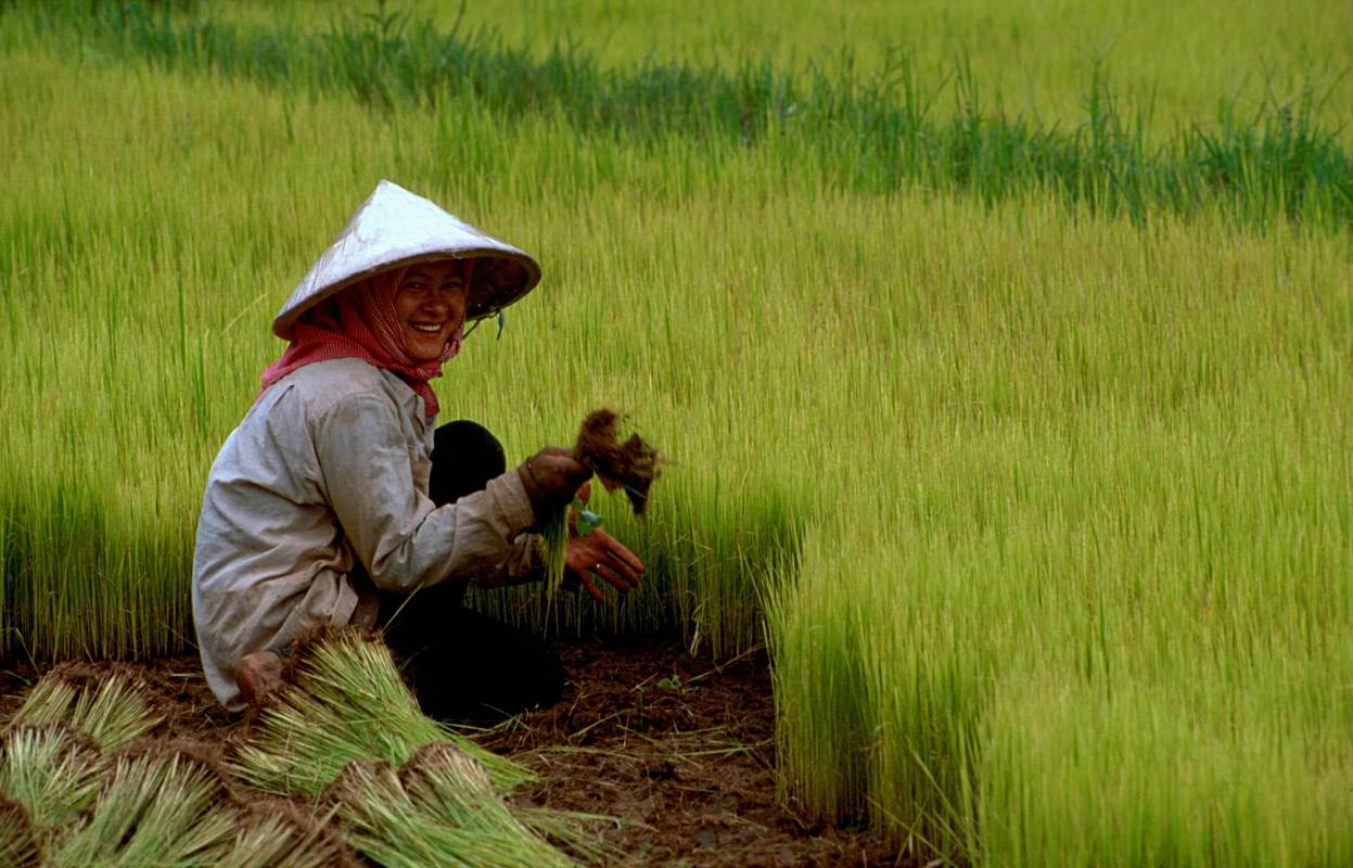Genetik Miras: Pirincin Çok Babası Var Ama Sadece İki Annesi Var