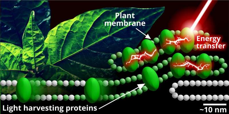 Proteinlerin fotosentezde oynadıkları karmaşık rol